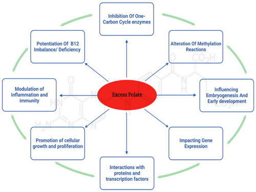 Uncovering the Hidden Dangers and Molecular Mechanisms of Excess Folate: A Narrative Review.